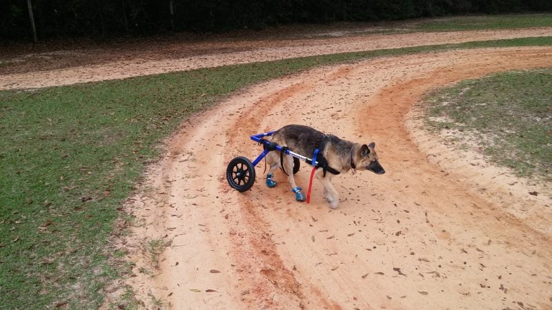 carritos para perros discapacitados comprar oferta precio opiniones barato comprar carritos sillas de ruedas para perros discapacitados invalidos
