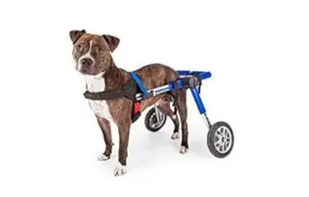 ortocanis la mejor silla de ruedas para perros del mercado