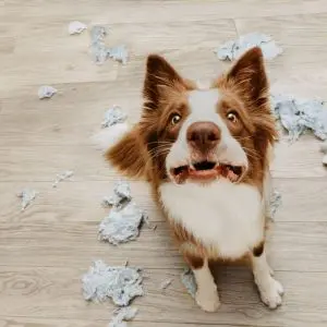 La Ansiedad en los perros: Tratamiento, Síntomas y Cómo Ayudarles