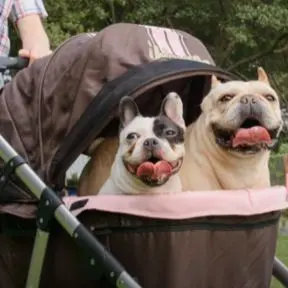 innopet rero carrito para perros pequeños