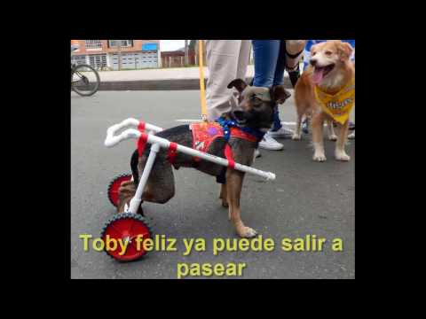 Sillita de ruedas para perros