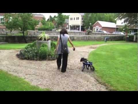 Silla de ruedas para perro. Ortocanis.com