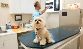 Artrosis en perros Síntomas, causas y tratamientos artrosis en el perro