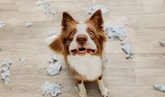 ansiedad en perros tratamiento sintomas, causas y como ayudarles, soluciones