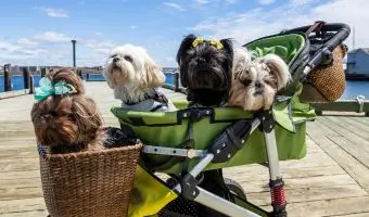 carritos para perros pequeños